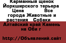 Карманный щенок Йоркширского терьера › Цена ­ 30 000 - Все города Животные и растения » Собаки   . Алтайский край,Камень-на-Оби г.